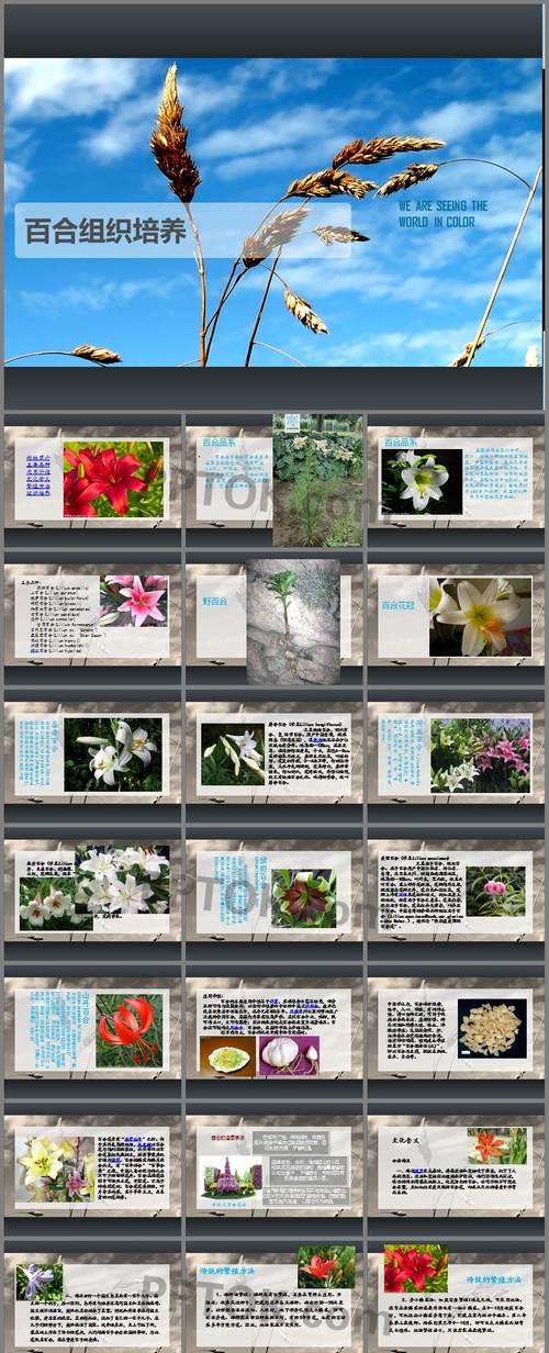 免费PPT模板制作的优势与技巧（打造专业、精美的PPT展示） 